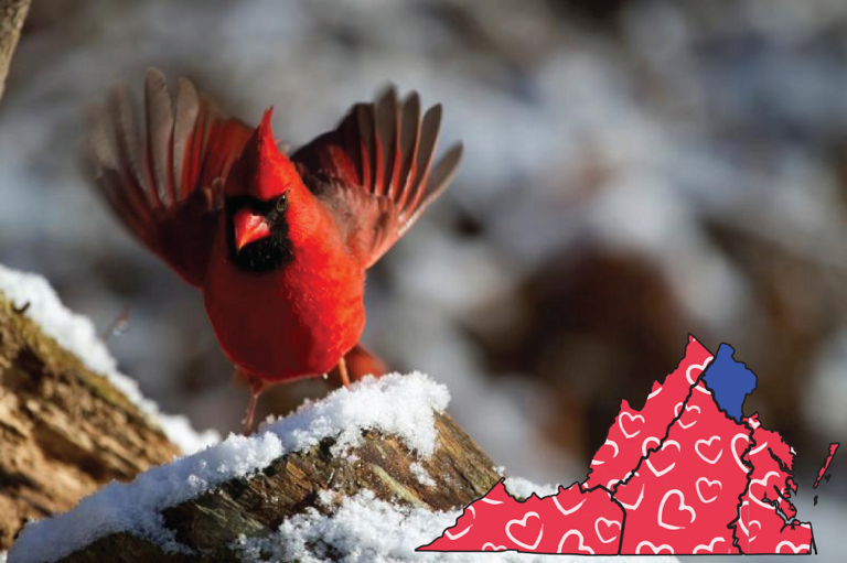 a photo of the state bird of the commonwealth of Virginia, the cardinal.